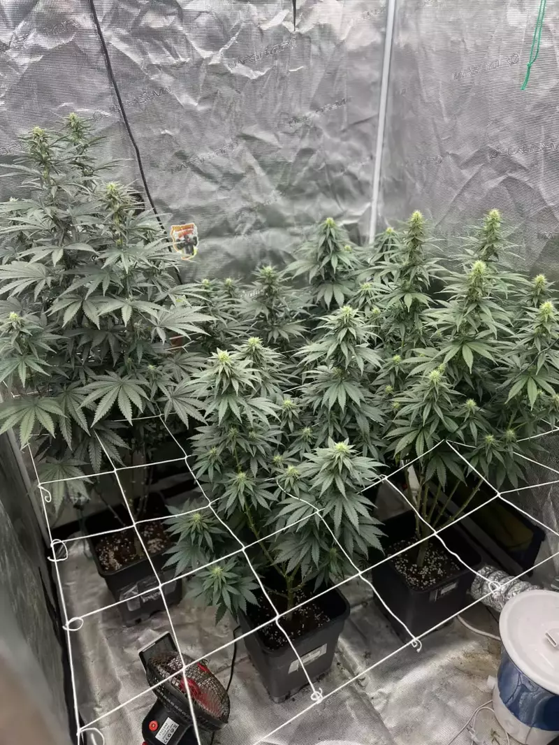 Gary Payton, Фасовка: 1, изображение 4